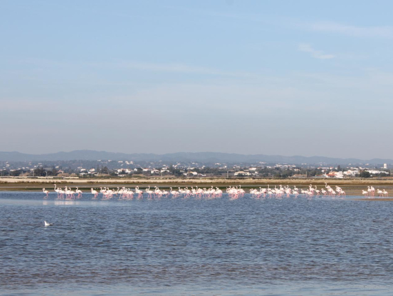 Natural Park of Ria Formosa